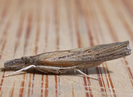 Sod Webworm